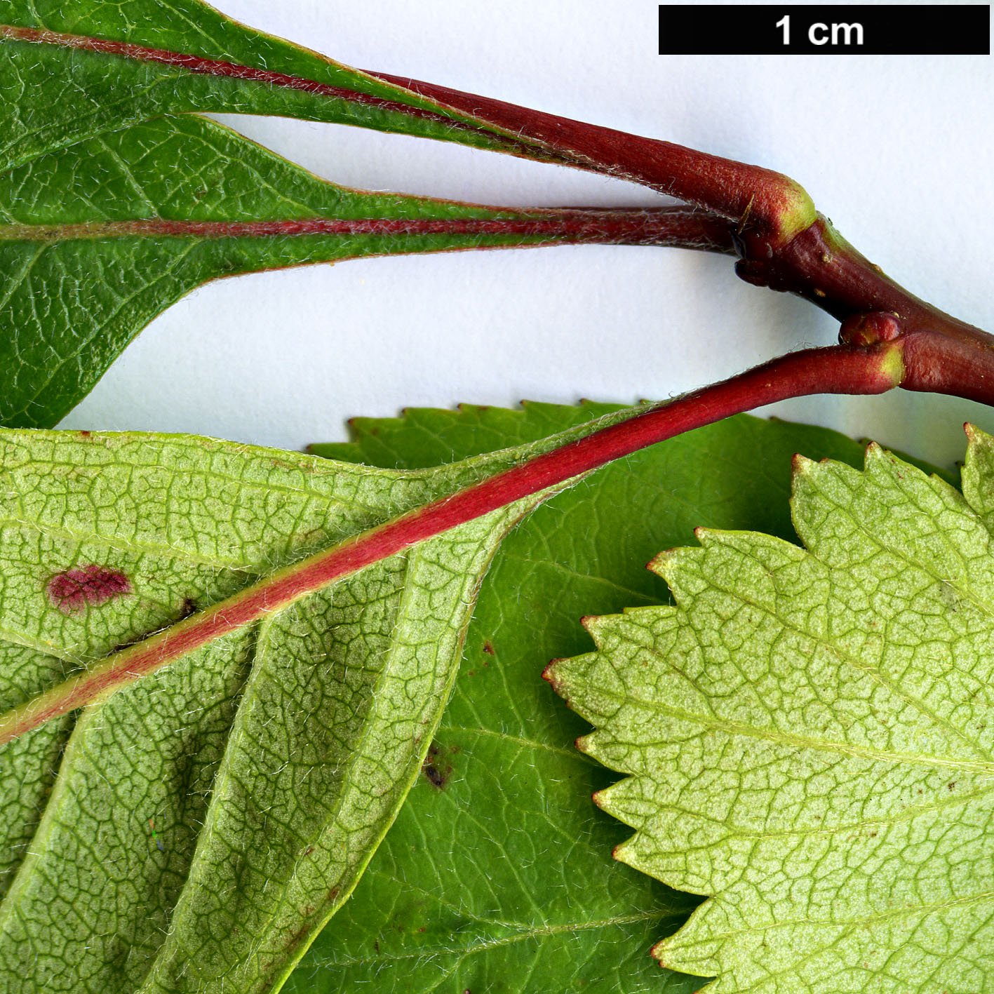 High resolution image: Family: Rosaceae - Genus: Crataegus - Taxon: okanaganensis - SpeciesSub: var. wellsii